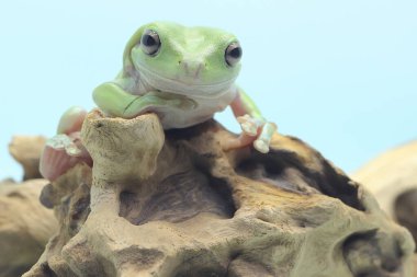 Tombul bir kurbağa kuru bir kütüğün üzerinde dinleniyor. Bu yeşil sürüngenin bilimsel adı Litoria caerulea. 