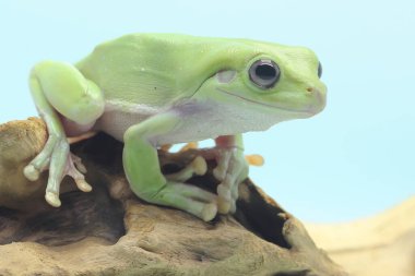 Tombul bir kurbağa kuru bir kütüğün üzerinde dinleniyor. Bu yeşil sürüngenin bilimsel adı Litoria caerulea. 