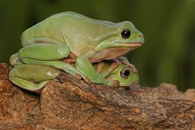 İki tombul kurbağa kuru bir kütüğün üzerinde dinleniyor. Bu yeşil sürüngenin bilimsel adı Litoria caerulea. 