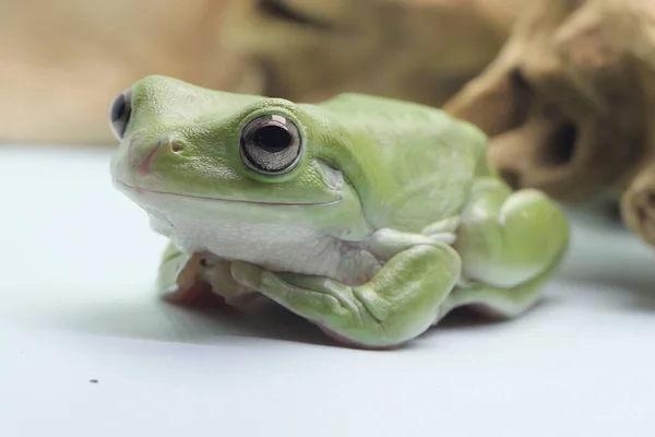 Een Dumpy Kikker Rust Een Droog Blok Dit Groene Reptiel — Stockfoto