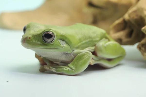 Ein Knödelfrosch Ruht Auf Einem Trockenen Baumstamm Dieses Grüne Reptil — Stockfoto