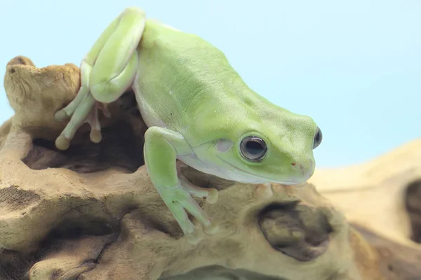 Una Rana Volcada Descansa Sobre Tronco Seco Este Reptil Verde —  Fotos de Stock