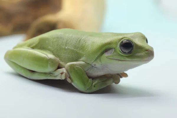 Una Rana Volcada Descansa Sobre Tronco Seco Este Reptil Verde — Foto de Stock