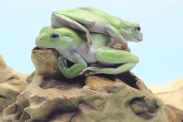 Dvě Zavalité Žáby Odpočívají Suchém Kmeni Tento Zelený Had Vědecké — Stock fotografie