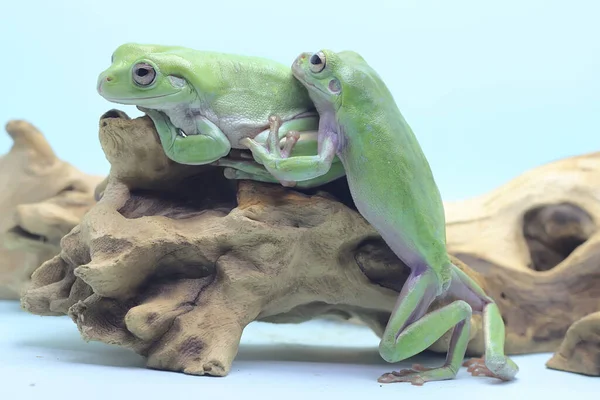 Two dumpy frogs are resting on a dry log. This green reptile has the scientific name Litoria caerulea.