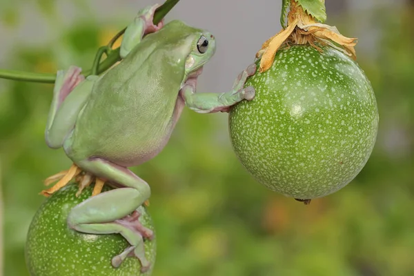 Dumpy Frog Resting Passion Fruit Passiflora Edulis Green Reptile Has — Stock Photo, Image