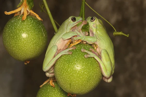 Tombul Kurbağa Bir Tutku Meyvesinin Passiflora Edulis Üzerinde Dinleniyor Yeşil — Stok fotoğraf