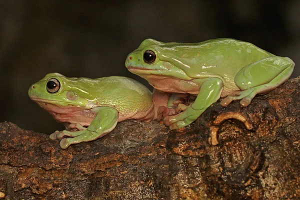 Dvě Zavalité Žáby Odpočívají Suchém Kmeni Tento Zelený Had Vědecké — Stock fotografie