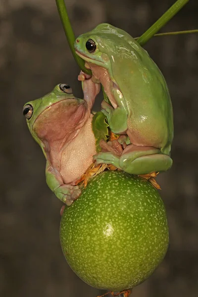 Dvě Zavalité Žáby Odpočívají Mučednickém Ovoci Passiflora Edulis Tento Zelený — Stock fotografie