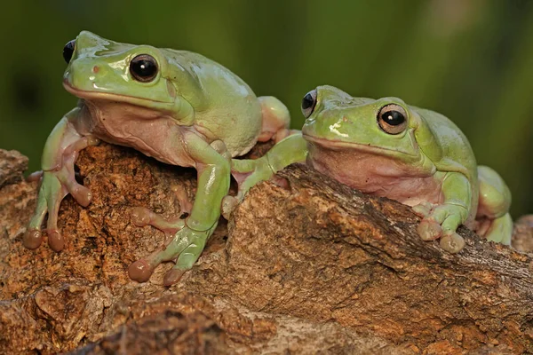 Dos Ranas Están Descansando Sobre Tronco Seco Este Reptil Verde — Foto de Stock