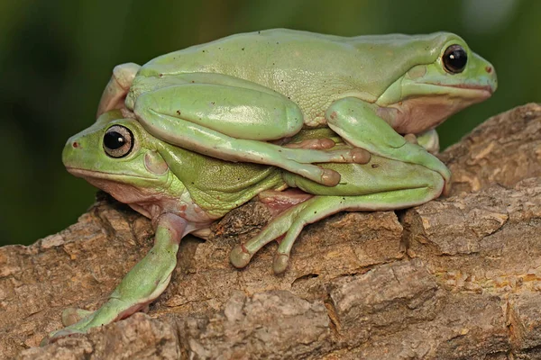 Zwei Knödelfrösche Ruhen Sich Auf Einem Trockenen Baumstamm Aus Dieses — Stockfoto