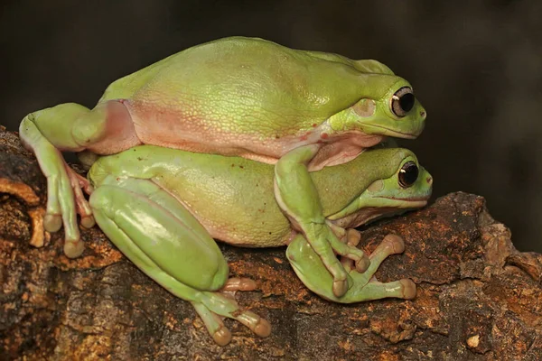 Две Тупые Лягушки Отдыхают Сухом Бревне Зеленая Рептилия Носит Научное — стоковое фото
