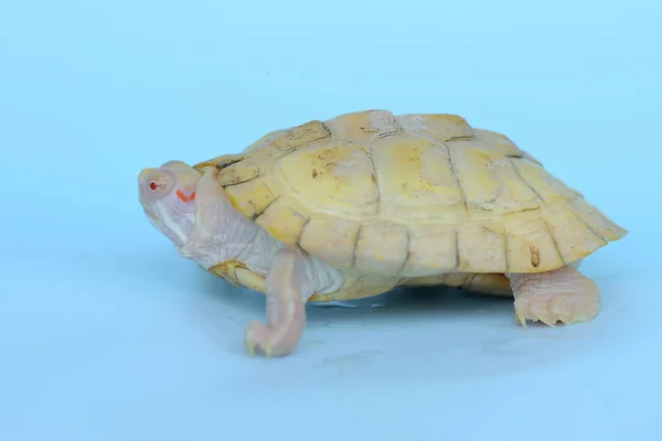 Uma Tartaruga Controle Deslizante Orelha Vermelha Albina Está Aquecendo Contra — Fotografia de Stock