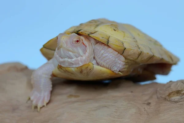 Uma Tartaruga Albina Vermelha Está Aquecendo Troncos Secos Este Réptil — Fotografia de Stock