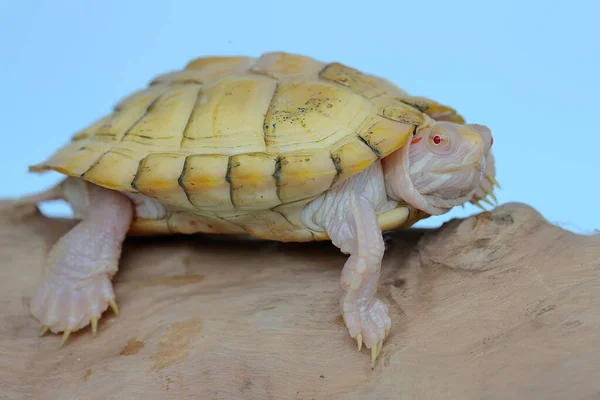 Una Tartaruga Cursore Dell Orecchio Rosso Albino Sta Crogiolando Tronchi — Foto Stock
