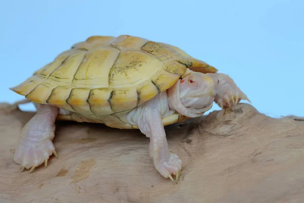 Uma Tartaruga Albina Vermelha Está Aquecendo Troncos Secos Este Réptil — Fotografia de Stock