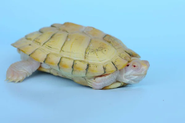 Bir Albino Kırmızı Kulak Kaydırma Kaplumbağası Açık Mavi Bir Arkaplanda — Stok fotoğraf
