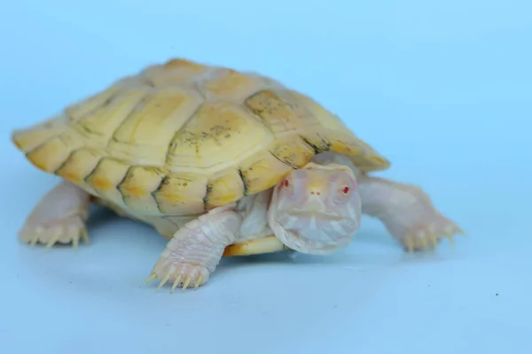 Una Tortuga Deslizante Albina Oreja Roja Está Tomando Sol Sobre — Foto de Stock