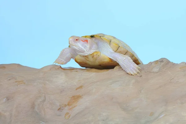 Albinoröd Hörselsköldpadda Solar Sig Torra Stockar Denna Reptil Har Det — Stockfoto