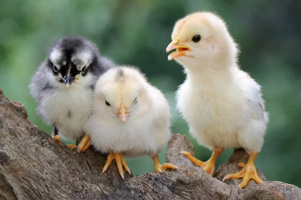 Three Chicks Perched Dry Log Animal Has Scientific Name Gallus — Stock Photo, Image