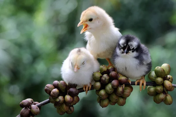 Tři Kuřata Sedí Kmeni Robustního Kávovníku Plného Ovoce Toto Zvíře — Stock fotografie
