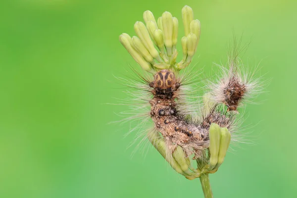 Larv Äter Vildblomma Dessa Djur Gillar Att Äta Frukt Blommor — Stockfoto