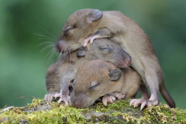 Bir grup bebek evi faresi yuvalarından sürünerek çıkmayı öğreniyor. Bu kemirgen memelisinin bilimsel adı Mus musculus.. 