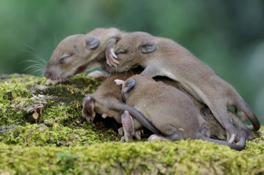 Bir grup bebek evi faresi yuvalarından sürünerek çıkmayı öğreniyor. Bu kemirgen memelisinin bilimsel adı Mus musculus.. 