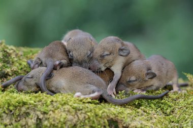 Bir grup bebek evi faresi yuvalarından sürünerek çıkmayı öğreniyor. Bu kemirgen memelisinin bilimsel adı Mus musculus.. 