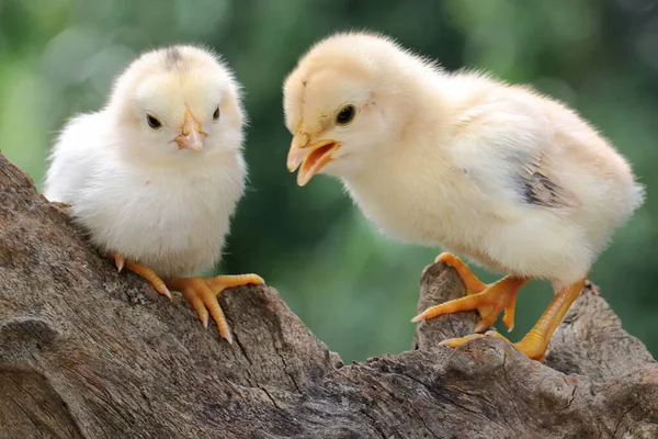 Two Chicks Perched Dry Wood Animal Has Scientific Name Gallus — Stock Photo, Image