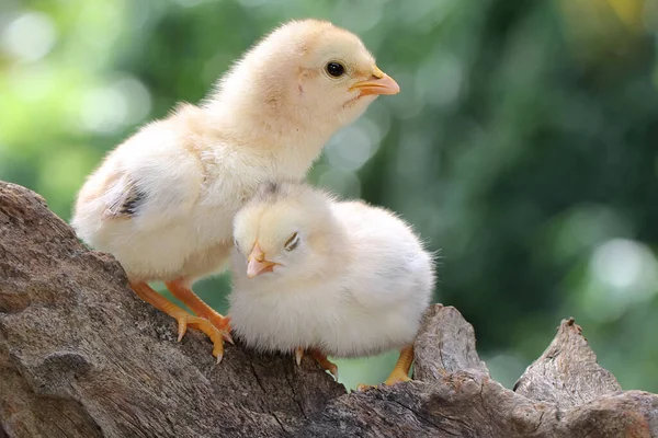 Two Chicks Perched Dry Wood Animal Has Scientific Name Gallus — Stock Photo, Image