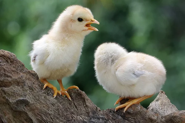Two Chicks Perched Dry Wood Animal Has Scientific Name Gallus — Stock Photo, Image