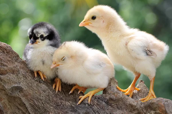 Three Chicks Perched Dry Wood Animal Has Scientific Name Gallus — Stock Photo, Image