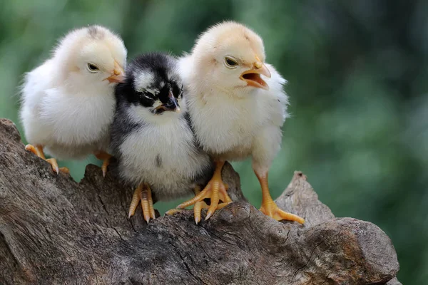Tři Kuřata Sedí Suchém Dřevě Toto Zvíře Vědecké Jméno Gallus — Stock fotografie