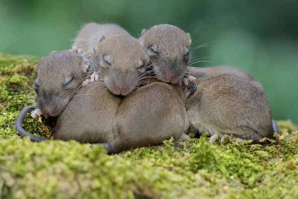 Einige Hausmäusebabys Lernen Gerade Aus Ihren Nestern Kriechen Dieses Nagetier — Stockfoto