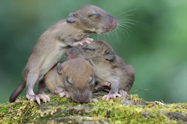 Ett Antal Möss Lär Sig Krypa Sina Bon Detta Gnagare — Stockfoto