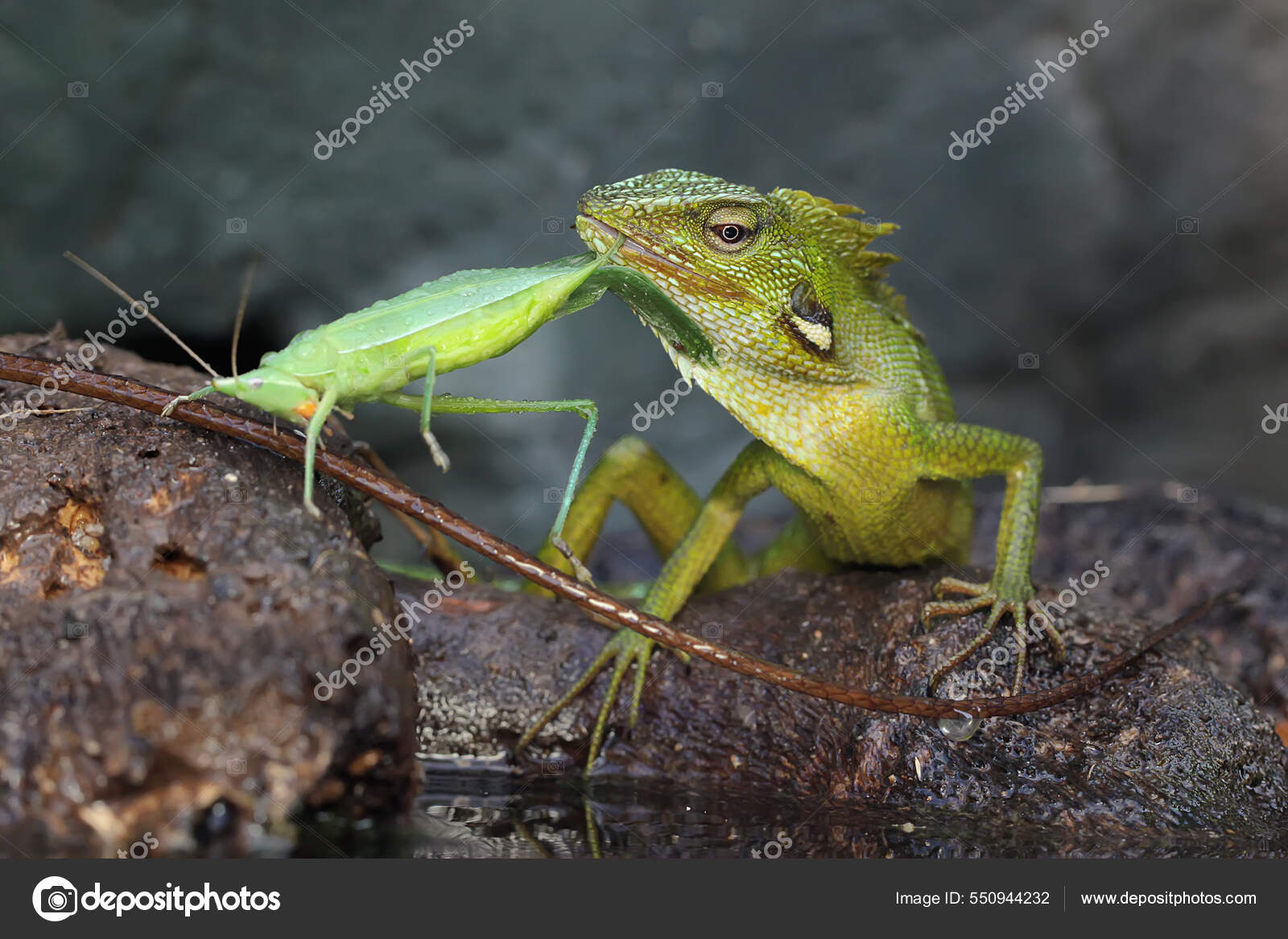 Lagarto Cresta Verde Estaba Comiendo Saltamontes Verde Este Reptil Tiene —  Foto de stock #550944232 © iwayansumatika, image size:1600x1167