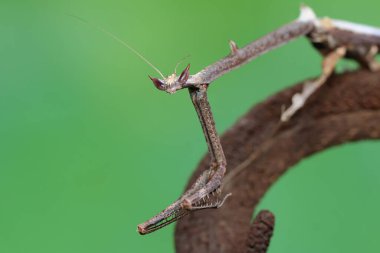 Bir zürafa peygamber devesi vahşi bir çiçekte av arıyor. Bu böceğin bilimsel adı Euchomenella heteroptera. 
