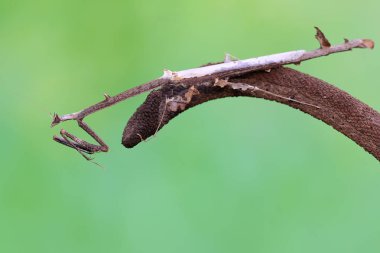 Bir zürafa peygamber devesi vahşi bir çiçekte av arıyor. Bu böceğin bilimsel adı Euchomenella heteroptera. 