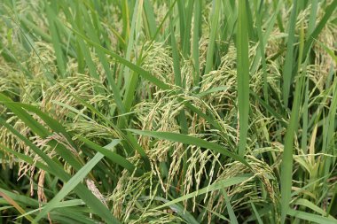 Meyve veren ve hasat edilmeye hazır pirinç bitkileri. Bu karbonhidrat zengini bitkinin bilimsel adı Oryza sativa.. 
