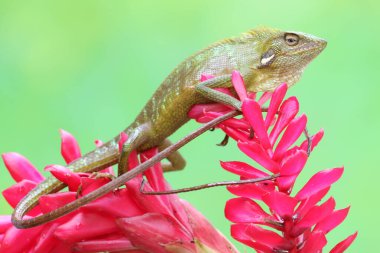 Yeşil ibikli bir kertenkele günlük aktivitelerine başlamadan önce güneşleniyor. Bu sürüngenin bilimsel adı Bronchocela jubata.. 