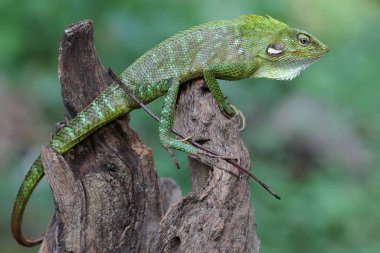 Yeşil ibikli bir kertenkele günlük aktivitelerine başlamadan önce güneşleniyor. Bu sürüngenin bilimsel adı Bronchocela jubata.. 