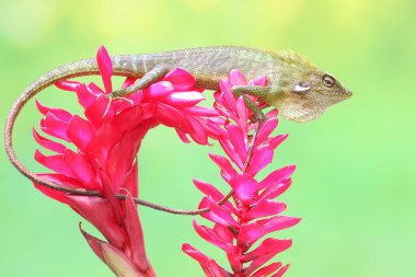 Yeşil ibikli bir kertenkele günlük aktivitelerine başlamadan önce güneşleniyor. Bu sürüngenin bilimsel adı Bronchocela jubata.. 