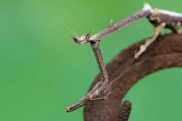 Eine Giraffen Gottesanbeterin Sucht Einer Wildblume Nach Beute Dieses Insekt — Stockfoto