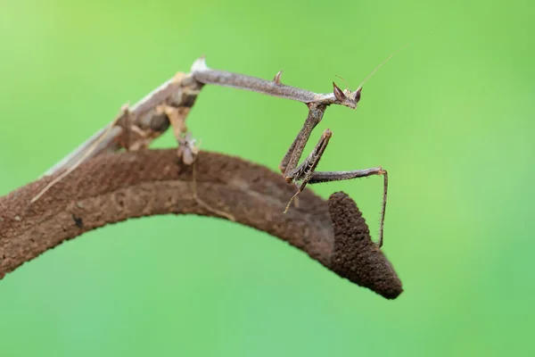 Žirafa Kudlanka Nábožná Hledá Kořist Divoké Květině Tento Hmyz Vědecké — Stock fotografie