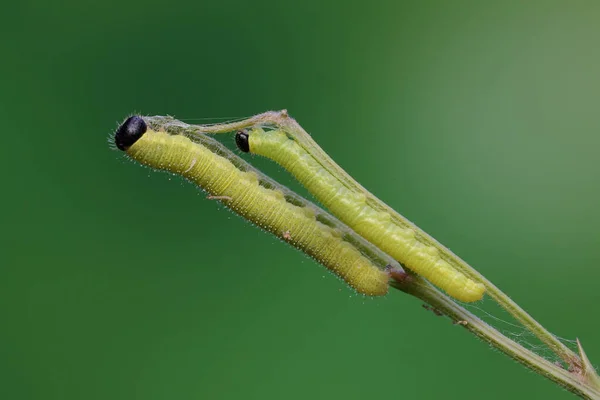 Varias Orugas Verdes Están Comiendo Hojas Jóvenes Este Insecto Gustan —  Fotos de Stock