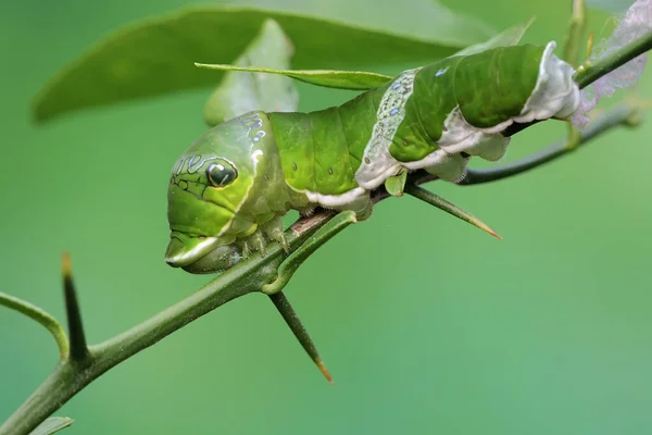 Uma Lagarta Verde Está Rastejando Sobre Uma Flor Silvestre Este — Fotografia de Stock