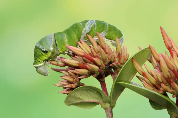 Eine Grüne Raupe Krabbelt Auf Einer Wildblume Dieses Insekt Mag — Stockfoto