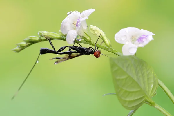 Une Guêpe Couronnée Est Recherche Proies Dans Une Fleur Sauvage — Photo