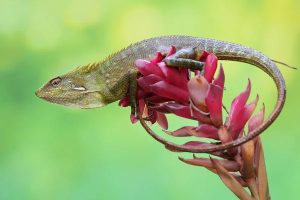 Lagarto Cresta Verde Está Tomando Sol Antes Comenzar Sus Actividades —  Fotos de Stock